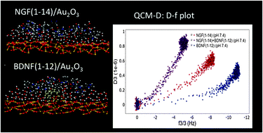Graphical abstract: Adsorption of NGF and BDNF derived peptides on gold surfaces