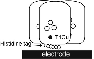 Graphical abstract: Direct electron transfer to a metagenome-derived laccase fused to affinity tags near the electroactive copper site