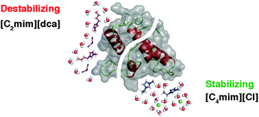 Graphical abstract: Protein destabilisation in ionic liquids: the role of preferential interactions in denaturation