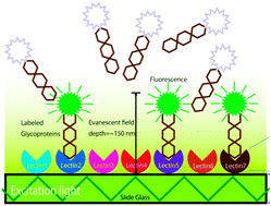 Graphical abstract: Lectin microarrays: concept, principle and applications