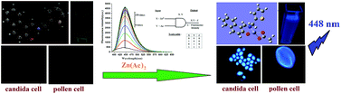 Graphical abstract: A naphthalene–thiophene hybrid molecule as a fluorescent AND logic gate with Zn2+ and OAc− ions as inputs: cell imaging and computational studies