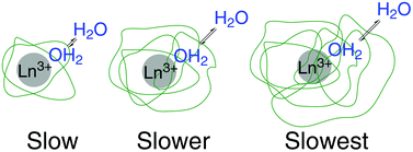 Graphical abstract: Modulating water-exchange rates of lanthanide(iii)-containing polyaminopolycarboxylate-type complexes using polyethylene glycol