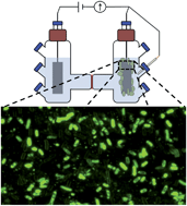 Graphical abstract: A lipid membrane intercalating conjugated oligoelectrolyte enables electrode driven succinate production in Shewanella