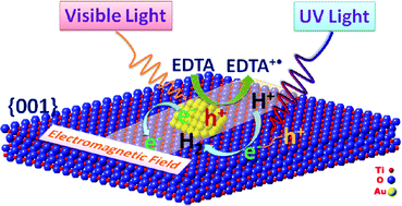 Graphical abstract: Gold-plasmon enhanced solar-to-hydrogen conversion on the {001} facets of anatase TiO2 nanosheets
