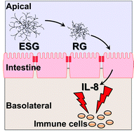 Graphical abstract: Immunomodulatory activity of enzymatically synthesized glycogen and its digested metabolite in a co-culture system consisting of differentiated Caco-2 cells and RAW264.7 macrophages