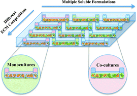 Graphical abstract: Enabling screening in 3D microenvironments: probing matrix and stromal effects on the morphology and proliferation of T47D breast carcinoma cells