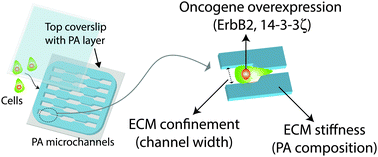 Graphical abstract: Transforming potential and matrix stiffness co-regulate confinement sensitivity of tumor cell migration