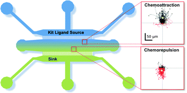 Graphical abstract: Complex chemoattractive and chemorepellent Kit signals revealed by direct imaging of murine mast cells in microfluidic gradient chambers