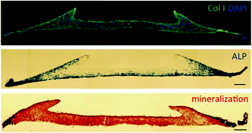 Graphical abstract: Cell mediated contraction in 3D cell-matrix constructs leads to spatially regulated osteogenic differentiation