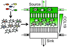 Graphical abstract: A microfluidic-based genetic screen to identify microbial virulence factors that inhibit dendritic cell migration