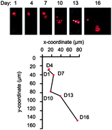 Graphical abstract: Functional analysis of single cells identifies a rare subset of circulating tumor cells with malignant traits