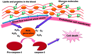 Graphical abstract: Biological factors in plasma from diabetes mellitus patients enhance hyperglycaemia and pulsatile shear stress-induced endothelial cell apoptosis