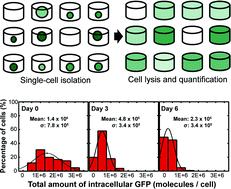 Graphical abstract: Quantifying genetically inserted fluorescent protein in single iPS cells to monitor Nanog expression using electroactive microchamber arrays