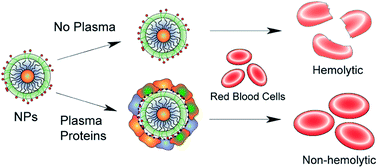 Graphical abstract: Protein coronas suppress the hemolytic activity of hydrophilic and hydrophobic nanoparticles