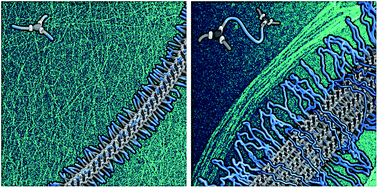 Graphical abstract: From supramolecular polymers to hydrogel materials