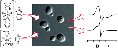 Graphical abstract: EPR as a probe of the intracellular speciation of ruthenium(iii) anticancer compounds