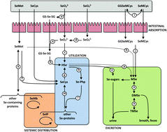 Graphical abstract: Selenium biochemistry and its role for human health