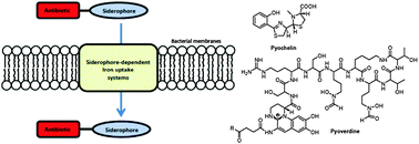 Graphical abstract: Siderophore-dependent iron uptake systems as gates for antibiotic Trojan horse strategies against Pseudomonas aeruginosa