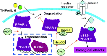 Graphical abstract: Vanadium compounds modulate PPARγ activity primarily by increasing PPARγ protein levels in mouse insulinoma NIT-1 cells