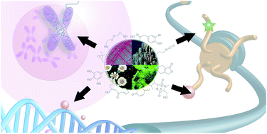 Graphical abstract: Perspectives on natural product epigenetic modulators in chemical biology and medicine