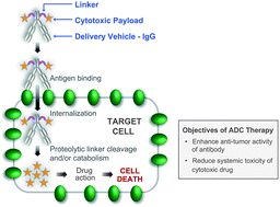 Graphical abstract: The antibody-drug conjugate: an enabling modality for natural product-based cancer therapeutics