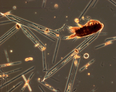 Graphical abstract: Chemical ecology of the marine plankton