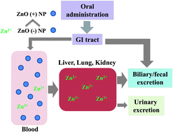Graphical abstract: Modulation of the pharmacokinetics of zinc oxide nanoparticles and their fates in vivo