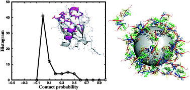 Graphical abstract: Direct observation of a single nanoparticle–ubiquitin corona formation