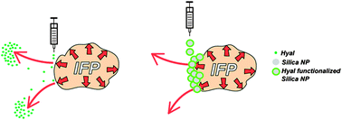 Graphical abstract: Hyaluronan degrading silica nanoparticles for skin cancer therapy