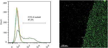 Graphical abstract: Feasibility and constraints of particle targeting using the antigen–antibody interaction