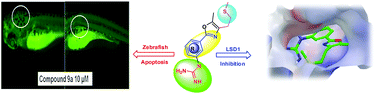 Graphical abstract: Synthesis and evaluation of 3-amino/guanidine substituted phenyl oxazoles as a novel class of LSD1 inhibitors with anti-proliferative properties