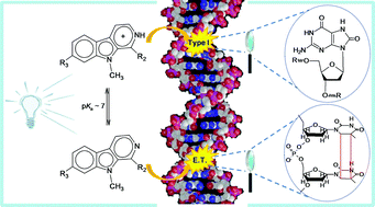 Graphical abstract: Mechanisms of DNA damage by photoexcited 9-methyl-β-carbolines