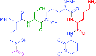 Graphical abstract: Structure and biosynthesis of scabichelin, a novel tris-hydroxamate siderophore produced by the plant pathogen Streptomyces scabies 87.22