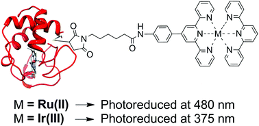 Graphical abstract: Optimising the synthesis, polymer membrane encapsulation and photoreduction performance of Ru(ii)- and Ir(iii)-bis(terpyridine) cytochrome c bioconjugates