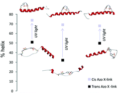Graphical abstract: The effect of azobenzene cross-linker position on the degree of helical peptide photo-control