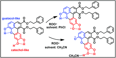 Graphical abstract: Reaction of benzoxanthene lignans with peroxyl radicals in polar and non-polar media: cooperative behaviour of OH groups