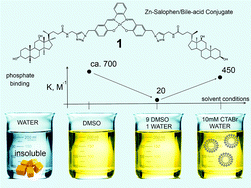 Graphical abstract: A zinc–salophen/bile-acid conjugate receptor solubilized by CTABr micelles binds phosphate in water