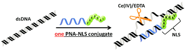 Graphical abstract: PNA–NLS conjugates as single-molecular activators of target sites in double-stranded DNA for site-selective scission