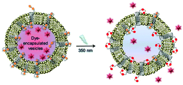 Graphical abstract: Photoresponsive vesicle permeability based on intramolecular host–guest inclusion