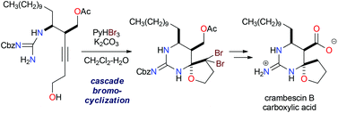 Graphical abstract: Synthesis of crambescin B carboxylic acid, a potent inhibitor of voltage-gated sodium channels