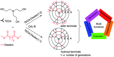 Graphical abstract: Multifunctional poly(amine-ester)-type hyperbranched polymers: lipase-catalyzed green synthesis, characterization, biocompatibility, drug loading and anticancer activity