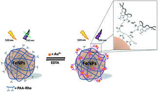 Graphical abstract: Hybrid organic–inorganic nanomaterial sensors for selective detection of Au3+ using rhodamine-based modified polyacrylic acid (PAA)-coated FeNPs