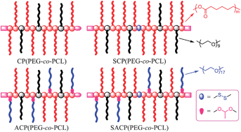 Graphical abstract: Acid and reduction dually cleavable amphiphilic comb-like copolymer micelles for controlled drug delivery