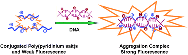 Graphical abstract: Fluorescence turn-on detection of DNA based on the aggregation-induced emission of conjugated poly(pyridinium salt)s