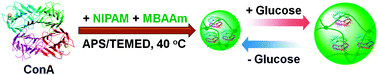 Graphical abstract: Synthesis and volume phase transition of concanavalin A-based glucose-responsive nanogels
