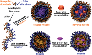 Graphical abstract: Neutral linear amphiphilic homopolymers prepared by atom transfer radical polymerization