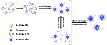 Graphical abstract: Precise evaluation of the block copolymer nanoparticle growth in polymerization-induced self-assembly under dispersion conditions