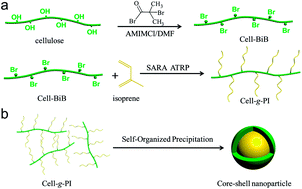Graphical abstract: Synthesis and characterization of designed cellulose-graft-polyisoprene copolymers