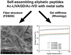 Graphical abstract: Influence of metal salts on the hydrogelation properties of ultrashort aliphatic peptides