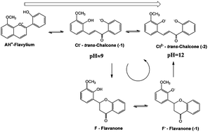 Graphical abstract: Kinetic and thermodynamic study of 2′-hydroxy-8-methoxyflavylium. Reaction network interconverting flavylium cation and flavanone